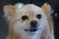 【mix】ナノバブルオゾンシャンプー＋部分カットのコースのご利用ありがとうございました。　爪切り等の基本的なお手入れをしてからオゾン水を使ってシャンプー・リンシングをしました。　ブローをしてから足周りをカットしてお尻を部分的にカットしてお手入れしました◎　今日もとってもお利口さんにトリミングできました(^^)/栃木県真岡市　トリミングサロン221B