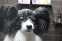 【パピオン】ナノバブルオゾンシャンプーコースのご利用ありがとうございました。　全体的にブラッシングをしてからオゾン水を使ってシャンプー・リンシングをしてブローをしました。　爪切りや足裏・足周りを整えてお腹にバリカンを入れて汚れにくいようにしました◎　今日もとってもお利口さんにトリミングできました(^^)/栃木県真岡市　トリミングサロン221B