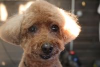 【mix】カットコースのご利用ありがとうございました。　ブラッシングを全体的にしてから爪切りやお耳掃除等をしてシャンプーに入りました。　ナノバブルオゾン水を使ってシャンプー・リンシングをしてブロー後に全身を6㎜の長さで揃えました。　寒いのでいつもより少し長めにさせて頂きました◎　お顔目や口周りは汚れやすいので短めにしておきました。　今日もとってもお利口さんにトリミングできました(^^)/栃木県真岡市　トリミングサロン221B