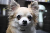 【チワワ】ナノバブルオゾンシャンプーコースのご利用ありがとうございました。　最初にブラッシングをしてから爪切りやお耳掃除・肛門腺のチェックをしてからシャンプーに入りました。　13歳との事であまり時間を掛けないようにしながら作業しました。　最後に足裏・足周りを整えて全身綺麗になりました◎　苦手な事もなくとってもお利口さんにトリミングできました(^^)/栃木県真岡市　トリミングサロン221B