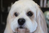 【mix】カットコースのご利用ありがとうございました。　寒くなってきたので前回より少し長めの長さで全身をカットしました。　お顔はフンワリするようにあまり切りすぎないようにして、お耳は1cmほどカットしました◎　今日もとってもお利口さんにトリミングできました(^^)/栃木県真岡市　トリミングサロン221B