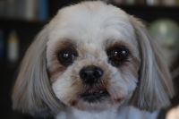 【シーズー】カットコースのご利用ありがとうございました。　ブラッシングをしてナノバブルオゾン水を使ってシャンプーをしてからカットに入りました。　5mmの長さで全身を揃えてスッキリサッパリになりました◎　爪切りやお耳掃除等もして今日もとってもお利巧さんにトリミングできました(^^)/栃木県真岡市　トリミングサロン221B