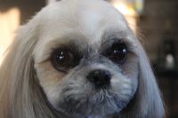 【シーズー】カットコースのご利用ありがとうございました。　全身を5mmの長さで揃えました。　爪切り等のお手入れをしてからオゾン水を使ってシャンプーした後に仕上げのカットをしました。　右後肢の部分に膨らみがありましたので獣医さんに行った時に診てもらいましょう。　今日もとってもお利口さんにトリミングできました(^^)/栃木県真岡市　トリミングサロン221B