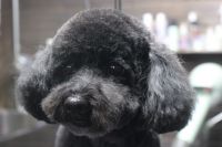 【プードル】カットコースのご利用ありがとうございました。　全身をブラッシングしてからオゾン水を使ってシャンプーしました。　ブローをしてから爪切りやお耳掃除をして全身のカットをしました。　目の周りは短めにしてお尻は気にしない程度に処理しておきました◎　今日もとってもお利口さんにトリミングできました(^^)/栃木県真岡市　トリミングサロン221B