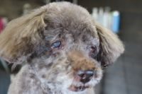 【プードル】カットコースのご利用ありがとうございました。　ブラッシングをしてから爪切りやお耳掃除をしてシャンプーに入りました。　あまりストレスを与えないように時間を掛けずに作業をしました。　ブロー後に全身をカットしてお顔も短めにしてお手入れしました◎　今日もとってもお利口さんにトリミングできました(^^)/栃木県真岡市　トリミングサロン221B