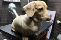【ダックス】カットコースのご利用ありがとうございました。　爪切りや肛門腺・お耳掃除等をしてからナノバブルオゾン水を使ってシャンプーして、ブロー後に仕上げのカットをしました。　6㎜の長さにして少し長めにしておきました◎　　今日もとってもお利口さんにトリミングできました(^^)/栃木県真岡市　トリミングサロン221B