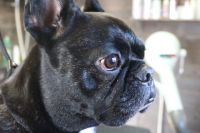 【フレブル】C君　ナノバブルオゾンシャンプーコースのご利用ありがとうございました。　オゾン水を使って湯煎してからシャンプー・リンシングをしました。　ブローをして爪切りやお耳掃除をして全身綺麗になりました◎　今日もとってもお利口さんにトリミングできました(^^)/栃木県真岡市　トリミングサロン221B