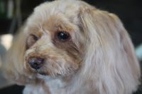 【mix】カットコースのご利用ありがとうございました。　全身をブラッシングしてからナノバブルオゾン水を使ってシャンプーした後にカットに入りました。　いつもより長めの長さで全身をカットして、耳は1cmほど短くしました◎　陰部周りは最低限にして、爪切りやお耳掃除等のお手入れもして今日もとってもお利口さんにトリミングできました(^^)/栃木県真岡市　トリミングサロン221B