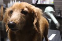 【ダックス】カットコースのご利用ありがとうございました。　爪切りやお耳掃除等のお手入れをしてからシャンプーをしてカットに入りました。　全身のフワッとしている部分をカットしてスッキリしたラインになりました◎　高齢に為あまり時間を掛けないように気を付けてながら作業しました。　今日もとってもお利口さんにトリミングできました(^^)/栃木県真岡市　トリミングサロン221B