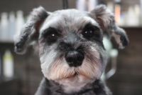 【シュナウザー】カットコースのご利用ありがとうございました。　　爪切りやお耳掃除等のお手入れをしてからナノバブルオゾン水を使ってシャンプーしました。　ブローをしてからカットをして、お耳は伸ばす方向で長めに残しました。　全身綺麗になってスッキリサッパリになりました◎　今日もとってもお利口さんにトリミングできました(^^)/栃木県真岡市　トリミングサロン221B