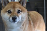 【豆柴】ナノバブルオゾンシャンプーコースのご利用ありがとうございました。　換毛期で沢山抜けるのでブラッシングをしてからシャンプーに入りました。　オゾン水を使ってシャンプー・リンシングをしてブローをしてから爪切りや肛門腺のチェックをしました◎　今日もとってもお利口さんにトリミングできました(^^)/栃木県真岡市　トリミングサロン221B