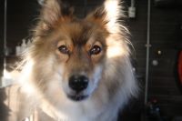 【mix】カットコースのご利用ありがとうございました。　全身をブラッシングして抜け毛をある程度除去してからシャンプーに入りました。　ナノバブルオゾン水を使ってシャンプー・リンシングをしてからブローをしてお顔そのままにしてアウトラインをカットしました◎　スッキリしたラインになりました。　　今日もとってもお利口さんにトリミングできました(^^)/栃木県真岡市　トリミングサロン221B