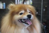 【ポメラニアン】ナノバブルオゾンシャンプー＋部分カットのご利用ありがとうございました。　全身をブラッシングして縺れを解いてからナノバブルオゾン水を使ってシャンプー・リンシングをしました。　ブローをしてから足周りやお尻をカットして爪切り等のお手入れもして、フンワリして綺麗になりました◎　今日もとってもお利口さんにトリミングできました(^^)/栃木県真岡市　トリミングサロン221B