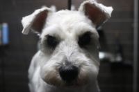 【シュナウザー】カットコースのご利用ありがとうございました。　ブラッシングをしてからオゾン水を使ってシャンプーしてから仕上げのカットをしました。　全身を5mmの長さで揃えてスッキリサッパリになりました◎　今日もとってもお利口さんにトリミングできました(^^)/栃木県真岡市　トリミングサロン221B