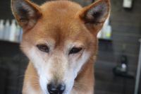 【柴犬】ナノバブルオゾンシャンプーコースのご利用ありがとうございました。　換毛期なのでブラッシングをしてある程度抜け毛を処理してからシャンプーに入りました。　ナノバブルオゾン水を使ってシャンプー・リンシングををして全身綺麗になりました◎　今日もとってもお利口さんにトリミングできました(^^)/栃木県真岡市　トリミングサロン221B