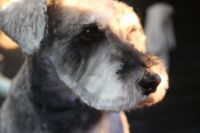 【シュナウザー】カットコースのご利用ありがとうございました。　いつもより長めの長さで全身をカットしました。　目の周りとお口周りは短めにして汚れにくいようにしました。　寒い間は長めの長さでいいと思います◎　今日もとってもお利口さんにトリミングできました(^^)/栃木県真岡市　トリミングサロン221B