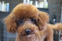 【プードル】カットコースのご利用ありがとうございました。　全体的にブラッシングをしてから爪切りや肛門腺絞り等をしてシャンプーに入りました。　ナノバブルオゾン水を使ってシャンプーをしてブロー後に仕上げのカットをしました。　短めにしてスッキリサッパリになりました◎　今日もとってもお利口さんにトリミングできました(^^)/栃木県真岡市　トリミングサロン221B