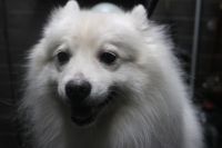 【スピッツ】ナノバブルオゾンシャンプーコースのご利用ありがとうございました。　最初にブラッシングをしてデスコートを除去してからオゾン水を使ってシャンプーしました。　リンシングをしてからブローをして足周りや足裏を綺麗にしてお手入れしました◎　　サラサラになって綺麗になりました。　今日もとってもお利口さんにトリミングできました(^^)/栃木県真岡市　トリミングサロン221B