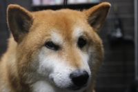 【柴犬】ナノバブルオゾンシャンプーコースのご利用ありがとうございました。　ブラッシングをしてデスコートを除去してからシャンプーに入りました。　ナノバブルオゾン水を使ってシャンプー・リンシングをして全身綺麗になりました◎　爪切りやお耳掃除もして今日もとってもお利口さんにトリミングできました(^^)/栃木県真岡市　トリミングサロン221B