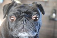 【パグ】ナノバブルオゾンシャンプーコースのご利用ありがとうございました。　最初に湯煎をしてからシャンプー・リンシングをしてブローをしました。　お耳掃除や足裏を綺麗にしてお手入れしました◎　今日もとってもお利口さんにトリミングできました(^^)/栃木県真岡市　トリミングサロン221B