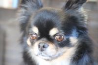 【チワワ】ナノバブルオゾンシャンプー＋部分カットのご利用ありがとうございました。　爪切りや肛門腺絞りをしてからナノバブルオゾン水を使ってシャンプー・リンシングをしました。　ブロー後にお尻をカットして綺麗になりました◎　今日もとってもお利口さんにトリミングできました(^^)/栃木県真岡市　トリミングサロン221B