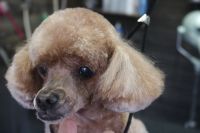 【プードル】カットコースのご利用ありがとうございました。　前回と同じ長さで全身をカットしました。　爪切り・肛門腺絞り・お耳掃除のお手入れもしてスッキリサッパリになりました◎　今日もとってもお利口さんにトリミングできました(^^)/栃木県真岡市　トリミングサロン221B