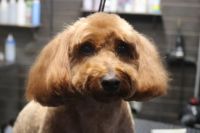 【mix】カットコースのご利用ありがとうございました。　前回と同じ少し長めの長さで全身を揃えました。　オゾン水を使ってシャンプーブローをしてから仕上げのカットをして、寒くならない程度にスッキリサッパリになりました◎　今日もとってもお利口さんにトリミングできました(^^)/栃木県真岡市　トリミングサロン221B