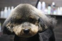 【プードル】カットコースのご利用ありがとうございました。　今日はお顔をテディ―にして、体は10mm、手足はブーツカットにしました。　ブラッシングをしてからオゾン水を使ってシャンプーしてからブローをして、手足はシザーで作りました。　少しお時間が掛かりましたがとってもお利口さんにトリミングできました(^^)/栃木県真岡市　トリミングサロン221B