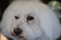 【ビション】ナノバブルオゾンシャンプーコースのご利用ありがとうございました。　全身をブラッシングしてから爪切りやお耳掃除等を済ませてシャンプーに入りました。　ナノバブルオゾン水を使ってシャンプー・リンシングをして全身綺麗になりました◎　眼の周りを少しカットしました。　今日もとってもお利口さんにトリミングできました(^^)/栃木県真岡市　トリミングサロン221B