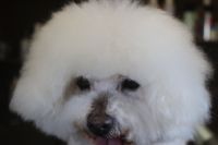 【ビション】ナノバブルオゾンシャンプーコースのご利用ありがとうございました。　爪切り等のお手入れをしてからブラッシングをしてシャンプーに入りました。　ナノバブルオゾン水を使ってシャンプー・リンシングをして全身綺麗になりました◎　　今日もとってもお利口さんにトリミングできました(^^)/栃木県真岡市　トリミングサロン221B