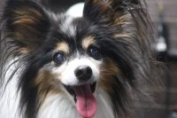 【パピオン】ナノバブルオゾンシャンプー＋部分カットのご利用ありがとうございました。　爪切り・肛門腺絞り等のお手入れをしてからナノバブルオゾン水を使ってシャンプー・リンシングをしました。　ブローをしてからお尻周りや足周りをカットして全身綺麗になりました◎　　今日もとってもお利口さんにトリミングできました(^^)/栃木県真岡市　トリミングサロン221B