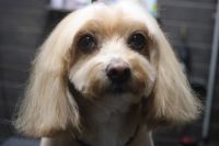 【mix】カットコースのご利用ありがとうございました。　ブラッシングをしてから爪切りや肛門腺絞りのチェックをしてからシャンプーに入りました。　ブローをしてから体・手足をカットしてお顔を作ってスッキリサッパリになりました◎　今日もとってもお利口さんにトリミングできました(^^)/栃木県真岡市　トリミングサロン221B