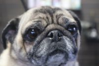 【パグ】ナノバブルオゾンシャンプーコースのご利用ありがとうございました。　オゾン水を使って湯煎してから薬用薬用シャンプーを使って全身を洗いました。　ブローをしてから爪切りやお耳掃除をして今日もとってもお利口さんにトリミングできました(^^)/栃木県真岡市　トリミングサロン221B