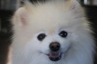 【ポメラニアン】ナノバブルオゾンシャンプーコースのご利用ありがとうございました。　全身をブラッシングしてから爪切りやお耳掃除をしてシャンプーに入りました。　ブローをしてから足裏や足周りを整えて全身綺麗になりました◎　今日もとってもお利口さんにトリミングできました(^^)/栃木県真岡市　トリミングサロン221B