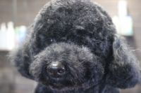 【プードル】カットコースのご利用ありがとうございました。　いつもと同じ長さで全身をカットしました。　ブラッシングをしてお耳や尻尾を解いてからナノバブルオゾン水を使ってシャンプーしました。　ブローをしてから全身をカットしてスッキリサッパリになりました◎　今日もとってもお利口さんにトリミングできました(^^)/栃木県真岡市　トリミングサロン221B