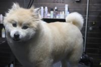 【mix】カットコースのご利用ありがとうございました。　全身をブラッシングして縺れを解いてからオゾン水を使ってシャンプーしました。　ブローをしてから揃える程度に全身をカットしてお手入れしました。　爪切りやお耳掃除もして今日もとってもお利口さんにトリミングできました(^^)/栃木県真岡市　トリミングサロン221B