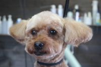 【プードル】カットコースのご利用ありがとうございました。　お耳やお顔をブラッシングしてからオゾン水を使ってシャンプーしました。　ブローをしてから5mmの長さで全身を揃えてお顔は小さめに作りました◎　爪切りやお耳掃除等をして今日もとってもお利口さんにトリミングできました(^^)/栃木県真岡市　トリミングサロン221B