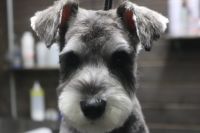 【シュナウザー】カットコースのご利用ありがとうございました。　パピーで初トリミングになりましたが特に苦手な事のなく良くできました◎　今日も全身の縺れを取り、毛玉が出来にくいようにするために短めにカットしました◎　お耳掃除・肛門腺は獣医さんに行った時に診てもらって下さい。　人懐っこくてとってもお利口さんにできました(^^)/栃木県真岡市　トリミングサロン221B