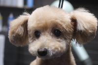 【プードル】カットコースのご利用ありがとうございました。　ブラッシングをしてから爪切りやお耳掃除等をすませてシャンプーしました。　ブローをしてから6㎜の長さで揃えて短すぎないようにしました◎　今日もとってもお利口さんにトリミングできました(^^)/栃木県真岡市　トリミングサロン221B