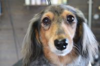 【ダックス】カットコースのご利用ありがとうございました。　爪切りや肛門腺絞り等を済ませてからナノバブルオゾン水を使ってシャンプー・リンシングをしました。　ブローをしてからシザーを使って出ている部分をカットしてスッキリしたラインになりました◎　今日もとってもお利口さんにトリミングできました(^^)/栃木県真岡市　トリミングサロン221B