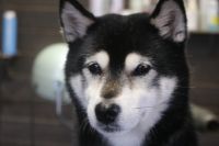 【豆柴】ナノバブルオゾンシャンプーコースのご利用ありがとうございました。　オゾン水を使って湯煎してからシャンプー・リンシングをしてブローをしました。　爪切りやお耳掃除、足裏を綺麗にして今日もとってもお利口さんにトリミングできました(^^)/栃木県真岡市　トリミングサロン221B