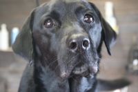 【ラブラドール】ナノバブルオゾンシャンプーコースのご利用ありがとうございました。　オゾン水を使って湯煎してからシャンプー・リンシングをしてブローをしました。　お耳掃除や爪切り等のお手入れもして綺麗になりました◎　　今日もとってもお利口さんにトリミングできました(^^)/栃木県真岡市　トリミングサロン221B