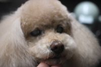 【プードル】カットコースのご利用ありがとうございました。　体の具合も良くなったようで良かったです。　暫く空いてしまっていたので体や手足をカットしてお顔は揃える程度にしておきました。　爪切りやお耳掃除等もして全身綺麗になりました◎　今日もとってもお利口さんにトリミングできました(^^)/栃木県真岡市　トリミングサロン221B