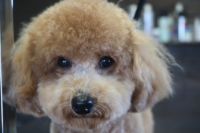 【プードル】ナノバブルオゾンシャンプーコースのご利用ありがとうございました。　最初にブラッシングをして縺れを解いてから爪切りやお耳掃除等をしてシャンプーしました。　ブローをしてから足周りや目の周りをカットしてお手入れしました◎　今日もとってもお利口さんにトリミングできました(^^)/栃木県真岡市　トリミングサロン221B