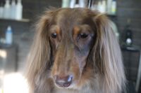 【ダックス】ナノバブルオゾンシャンプーコースのご利用ありがとうございました。　ブラッシングをして毛玉等を除去してからシャンプーに入りました。　ブローをしてから足周りやお尻周りを少しカットして、お耳掃除をしてお手入れしました。　　今日もとってもお利口さんにトリミングできました(^^)/栃木県真岡市　トリミングサロン221B