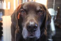 【ラブラドール】ナノバブルオゾンシャンプーコースのご利用ありがとうございました。　オゾン水を使ってシャンプー・リンシングをしてブローをしてから爪切りや足裏・お耳掃除をして綺麗になりました◎　今日もとってもお利口さんにトリミングできました(^^)/栃木県真岡市　トリミングサロン221B