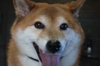 【柴犬】ナノバブルオゾンシャンプーコースのご利用ありがとうございました。　換毛期も落ち着いてきて、良くお手入れされていたので直ぐにシャンプーに入る事ができました◎　　オゾン水を使ってシャンプー・リンシングをして全身綺麗になりました◎　　今日もとってもお利口さんにトリミングできました(^^)/栃木県真岡市　トリミングサロン221B