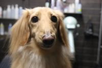 【ダックス】ナノバブルオゾンシャンプーコースのご利用ありがとうございました。　ブラッシングをしてシャンプーしてからブローをして陰部周りやお尻に少しハサミを入れて汚れにくいようにしておきました◎　爪切りやお耳掃除もして今日もとってもお利口さんにトリミングできました(^^)/栃木県真岡市　トリミングサロン221B