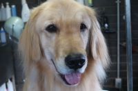 【ゴールデン】ナノバブルオゾンシャンプーコースのご利用ありがとうございました。　ブラッシングをして縺れを解いてからナノバブルオゾン水を使ってシャンプー・リンシングをしてブローをしました。　足周りやお髭をカットして全身綺麗になりました◎　今日もとってもお利口さんにトリミングできました(^^)/栃木県真岡市　トリミングサロン221B