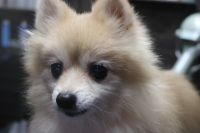 【ポメラニアン】ナノバブルオゾンシャンプーコースのご利用ありがとうございました。　お耳に炎症がありましたので、濡らさないようにしてシャンプーをしました。　ブローをしてから爪切りと足周りを整えてお手入れしました。　獣医さんに早めに診てもらって下さい。　今日もとってもお利口さんにトリミングできました(^^)/栃木県真岡市　トリミングサロン221B